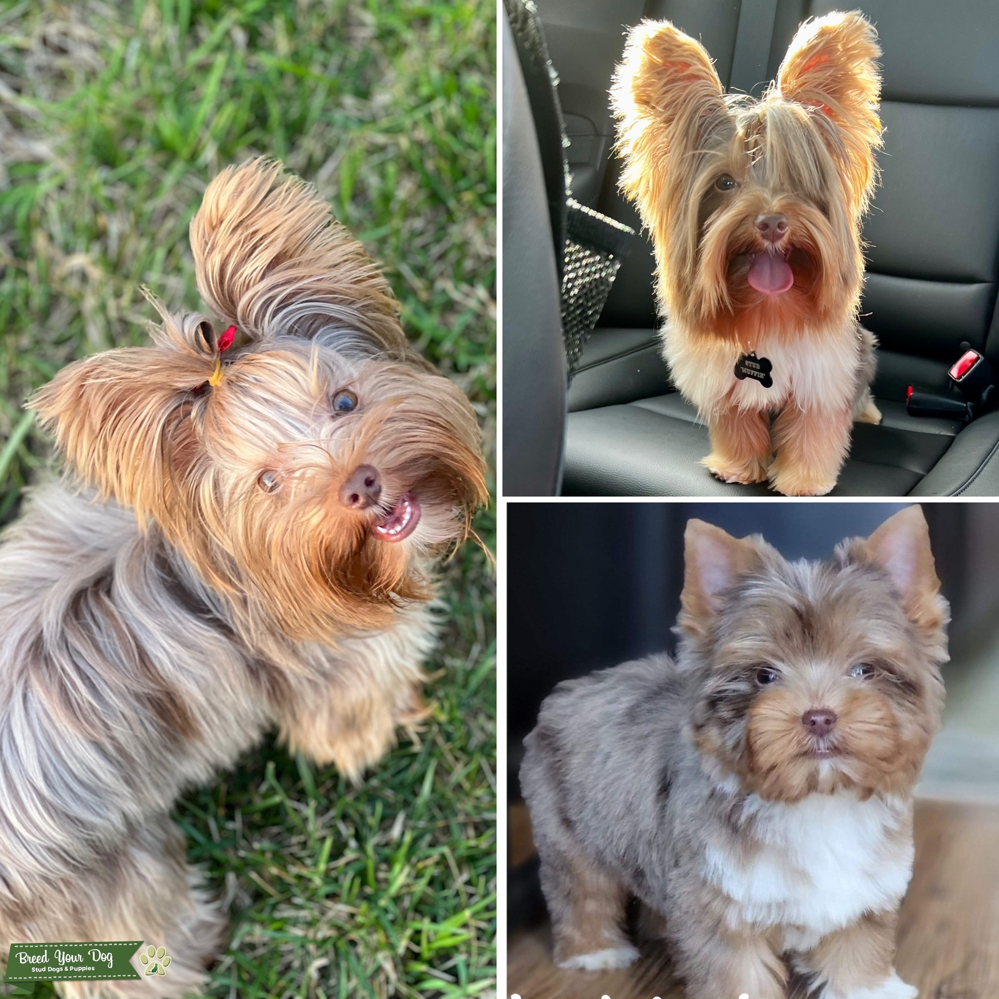 Chocolate Merle Yorkie Stud Dog in North Carolina , Guernsey Breed