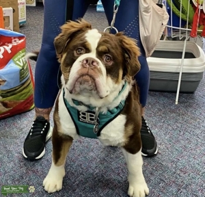 CHOCOLATE TRI MAMMUT BULLDOG CARRYING BLUE Listing Image