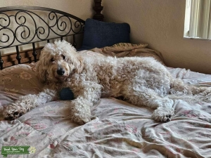 Light cream curly goldendoodle  Listing Image