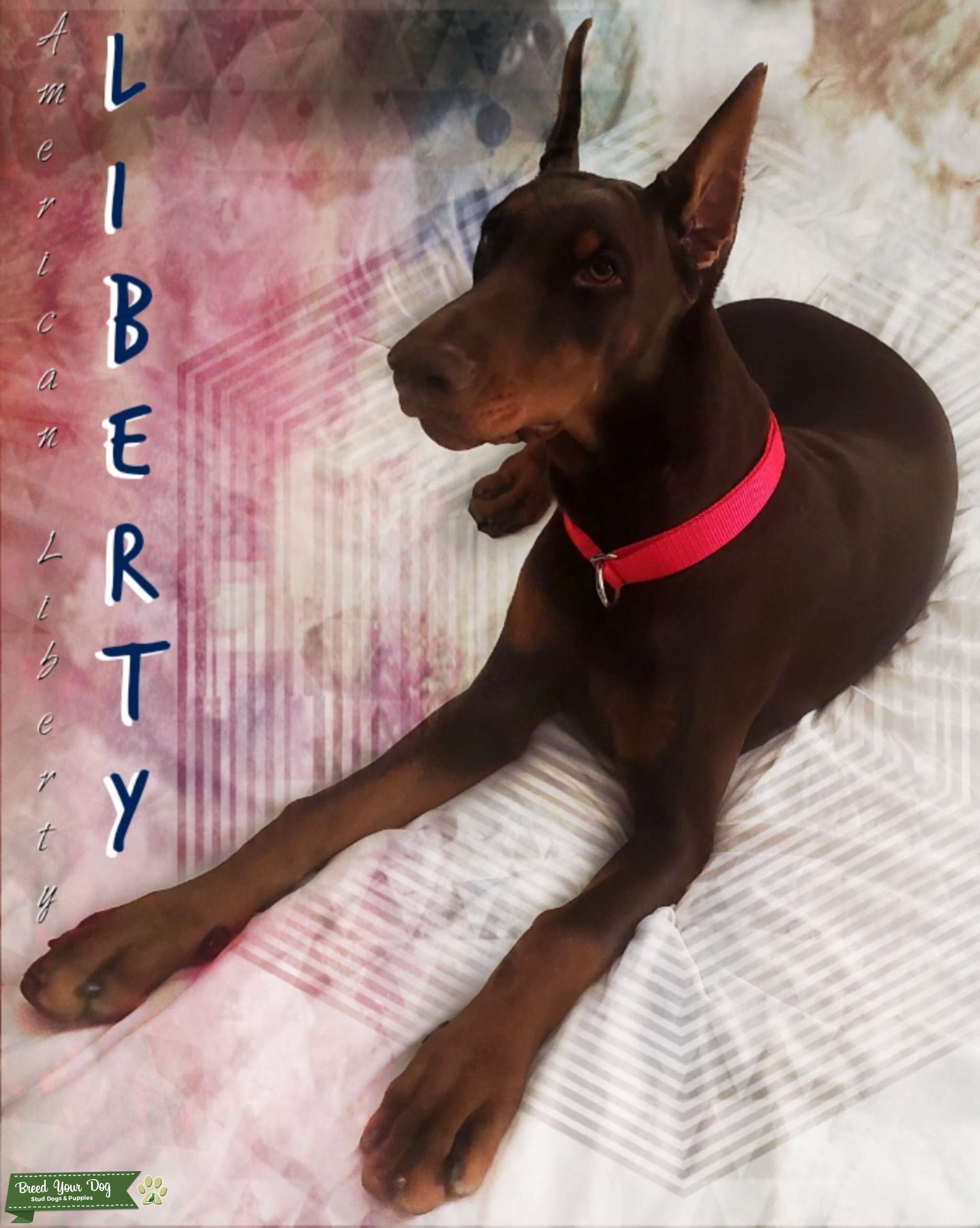 Looking For Outstanding Doberman Stud Stud Dog in Kentucky, the