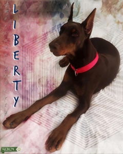 Looking For Outstanding Doberman Stud  Listing Image