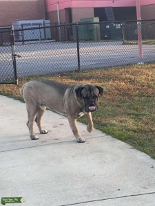 CANE CORSO STUD Listing Image