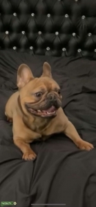 French Bulldog Female Listing Image