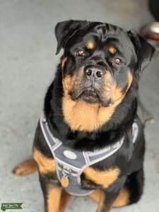 100% Rottweiler looking for a Girl Listing Image