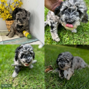 F1B Blue Merle Mini doodle  Listing Image
