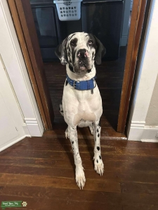 Harlequin Great Dane for stud Listing Image