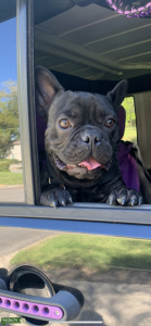 Brindle Male Listing Image