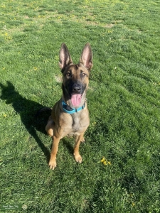 Belgian Malinois  Listing Image