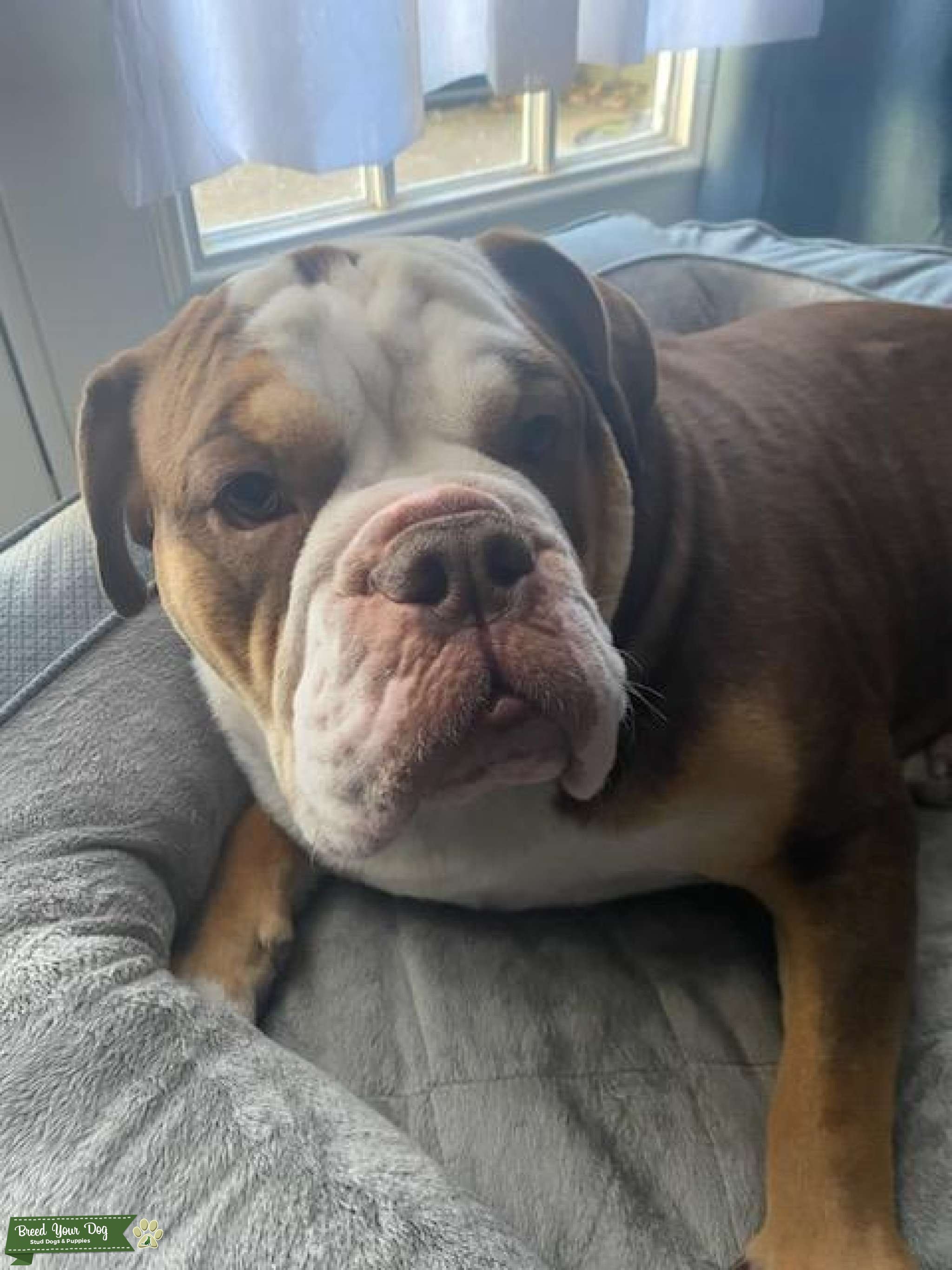 Handsome English Bulldog Stud Dog in Texas, the United States Breed Your Dog