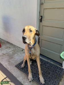 Female Fawn Great Dane Listing Image
