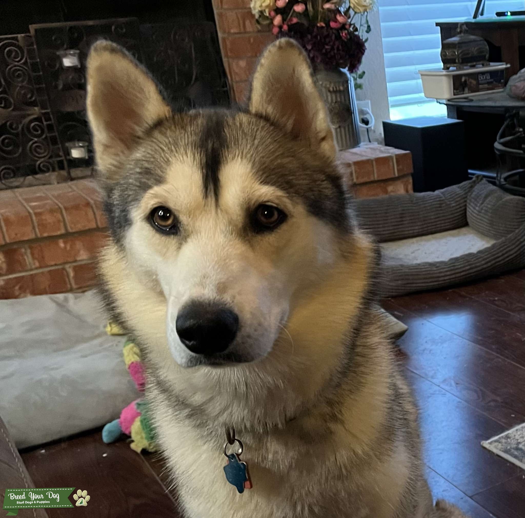 Siberian Husky Stud Dog in Texas, Thailand Breed Your Dog