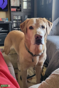 AKC Service Dog Lab Listing Image