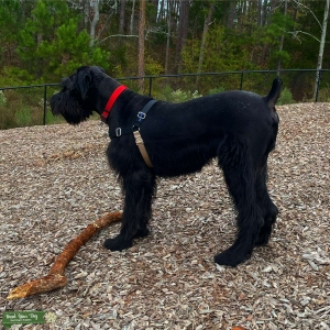 Giant Schnauzer Stud  Listing Image