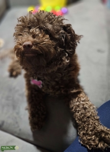 Fun loving Energic Toy Poodle Listing Image