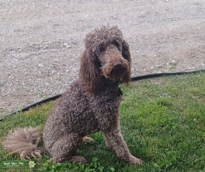 AKC Brown Standard Poodle Stud, Kindew's Master Chief Murphy Listing Image