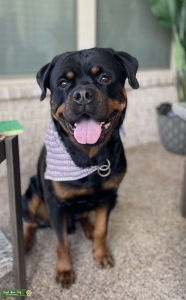Stud German Rottweiler Listing Image