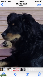 80 lbs Black Tri Listing Image