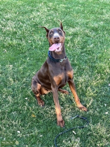 Red Doberman  Listing Image