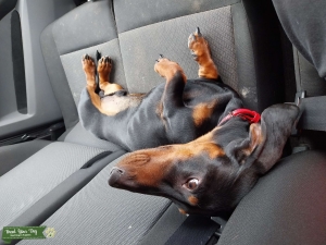 Standard Dachshund  Listing Image