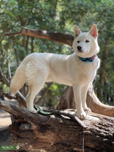 Shiba Inu purebred stud  Listing Image