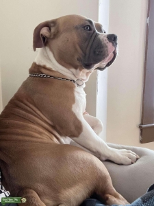 American bully  Listing Image