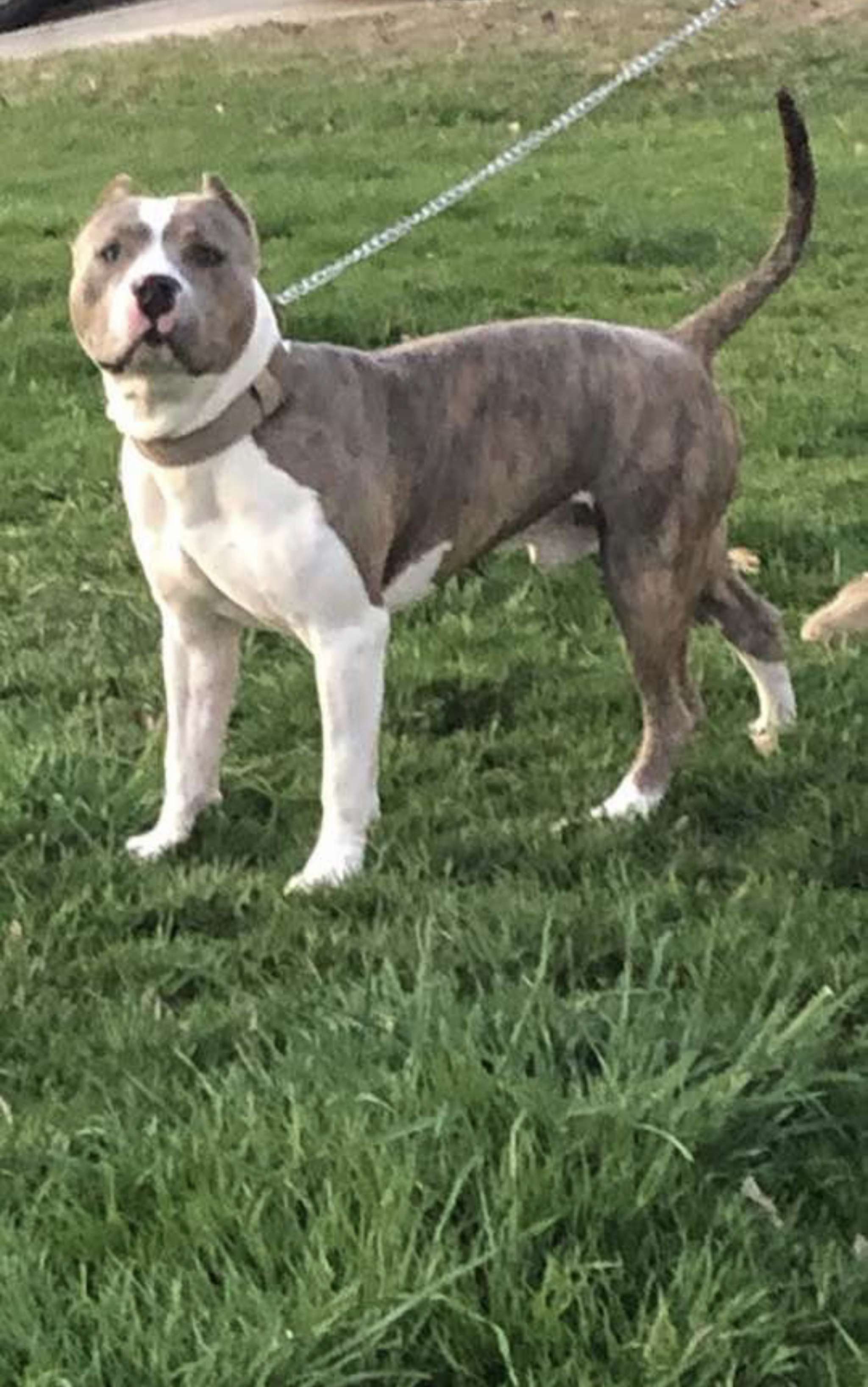 American Bully Staffy Mix Stud Dog in North Carolina, the United States Breed Your Dog