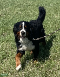 Beautiful naturally reared Berner Listing Image