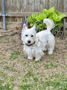 Highly Desirable Pedigree West Highland White Terrier, Male. Offering for stud service Listing Image
