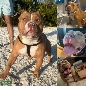 American Bully  Listing Image