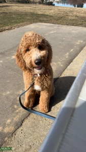 Tan F1b Goldendoodle 9mo old Listing Image