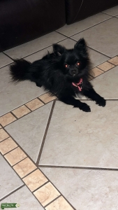 Teacup Pomeranian (female) Listing Image