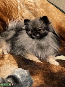 Pomeranian  Listing Image
