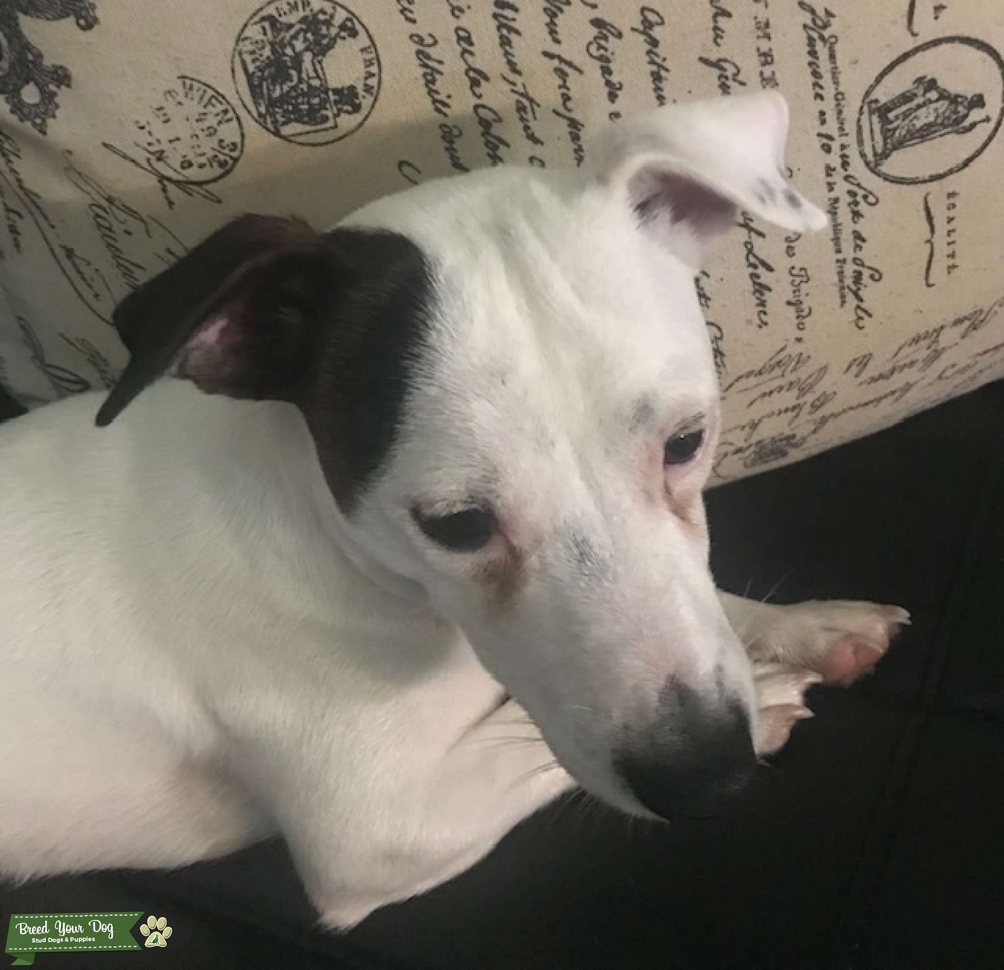 JACK RUSSELL STUD Stud Dog in FL, United States Breed Your Dog