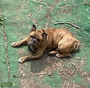 American Bully Listing Image