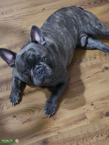 French Bulldog Stud AKC registered Listing Image