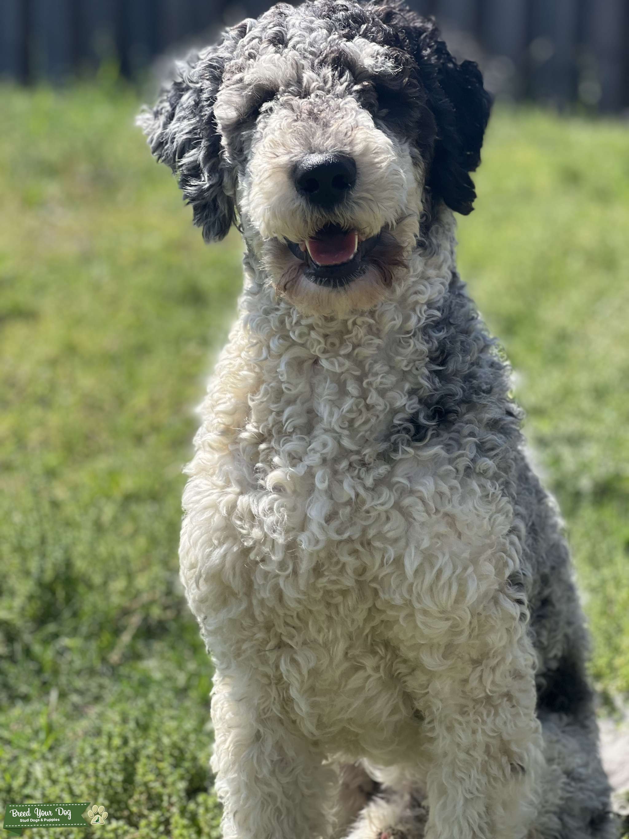 FIb Standard Goldendoodle Blue Merle Phantom Tuxedo Male White Collar