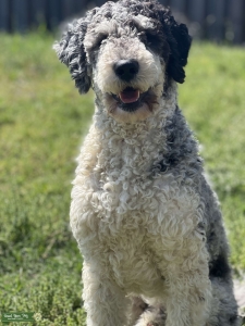 FIb Standard Goldendoodle Blue Merle Phantom Tuxedo Male - White Collar Listing Image