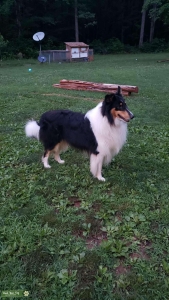Tri Color Rough Collie Stud Listing Image