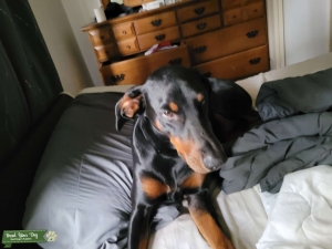 Black and tan doberman Listing Image