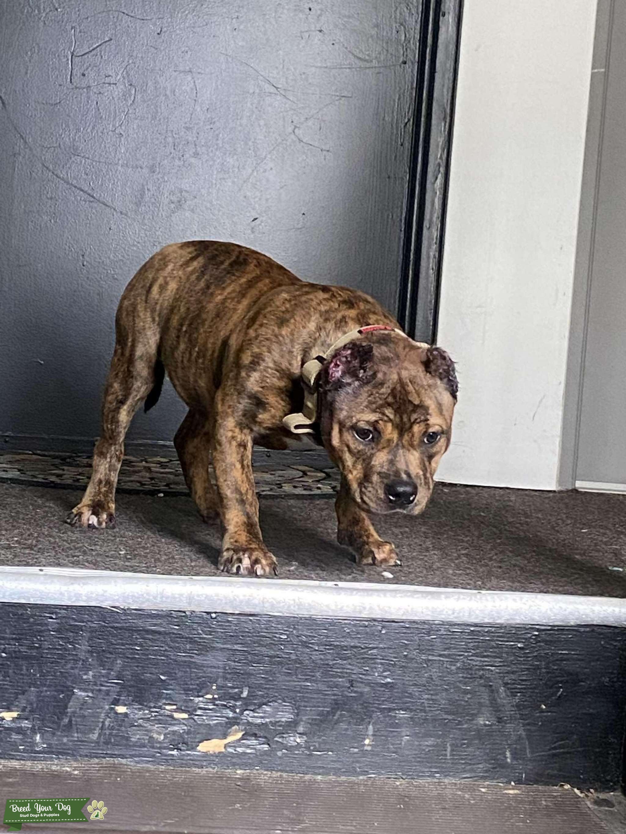 Reverse Brindle Mini Exotic Pocket Bully Stud Dog in Virginia Beach