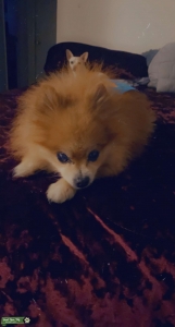 Pomeranian  Listing Image