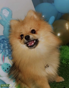 Pure bred Pomeranian stud  Listing Image