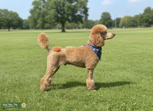 AKC Standard Poodle stud Listing Image