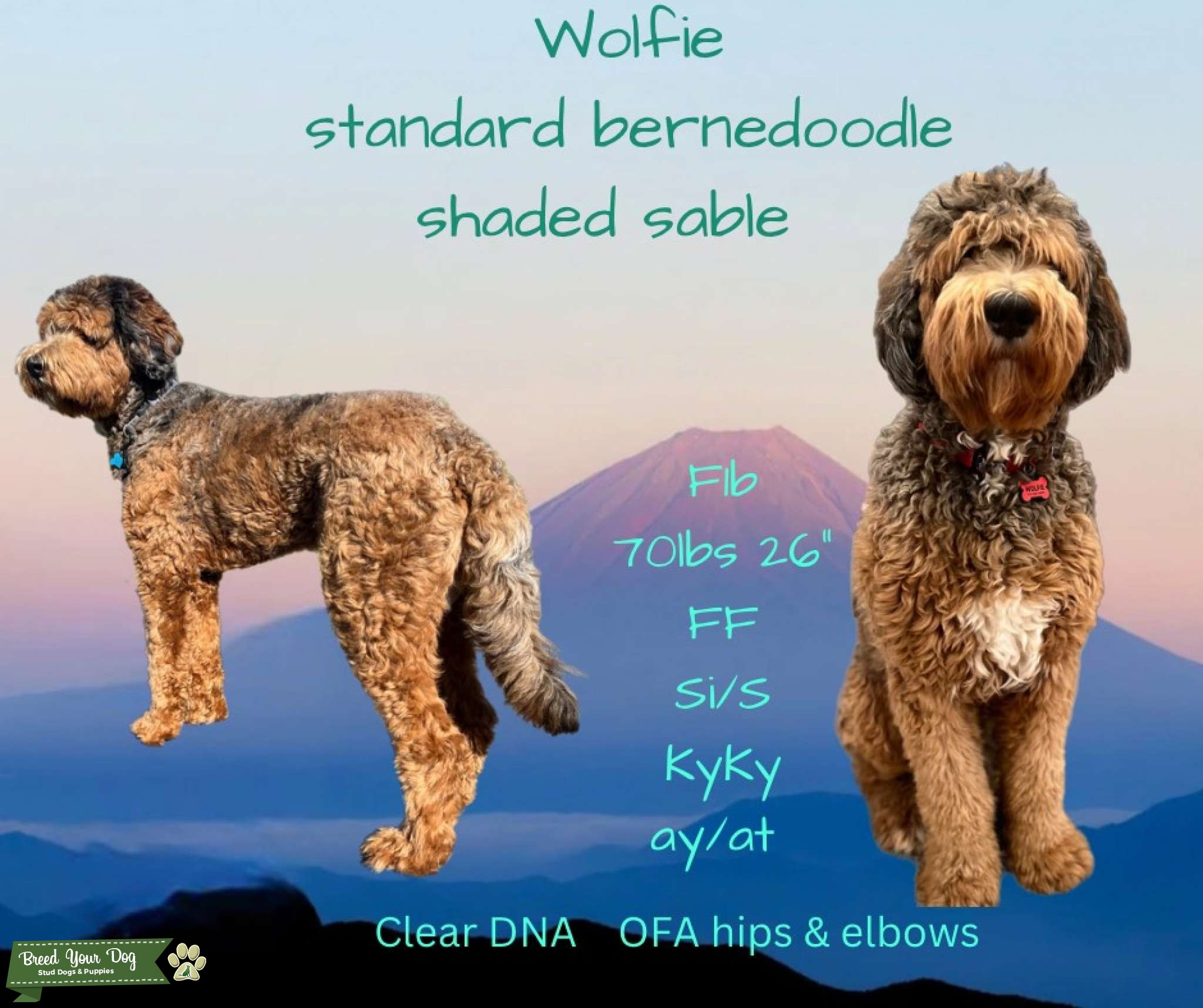 Standard f1b Merle sable Bernedoodle Fully Furnished Stud Dog in