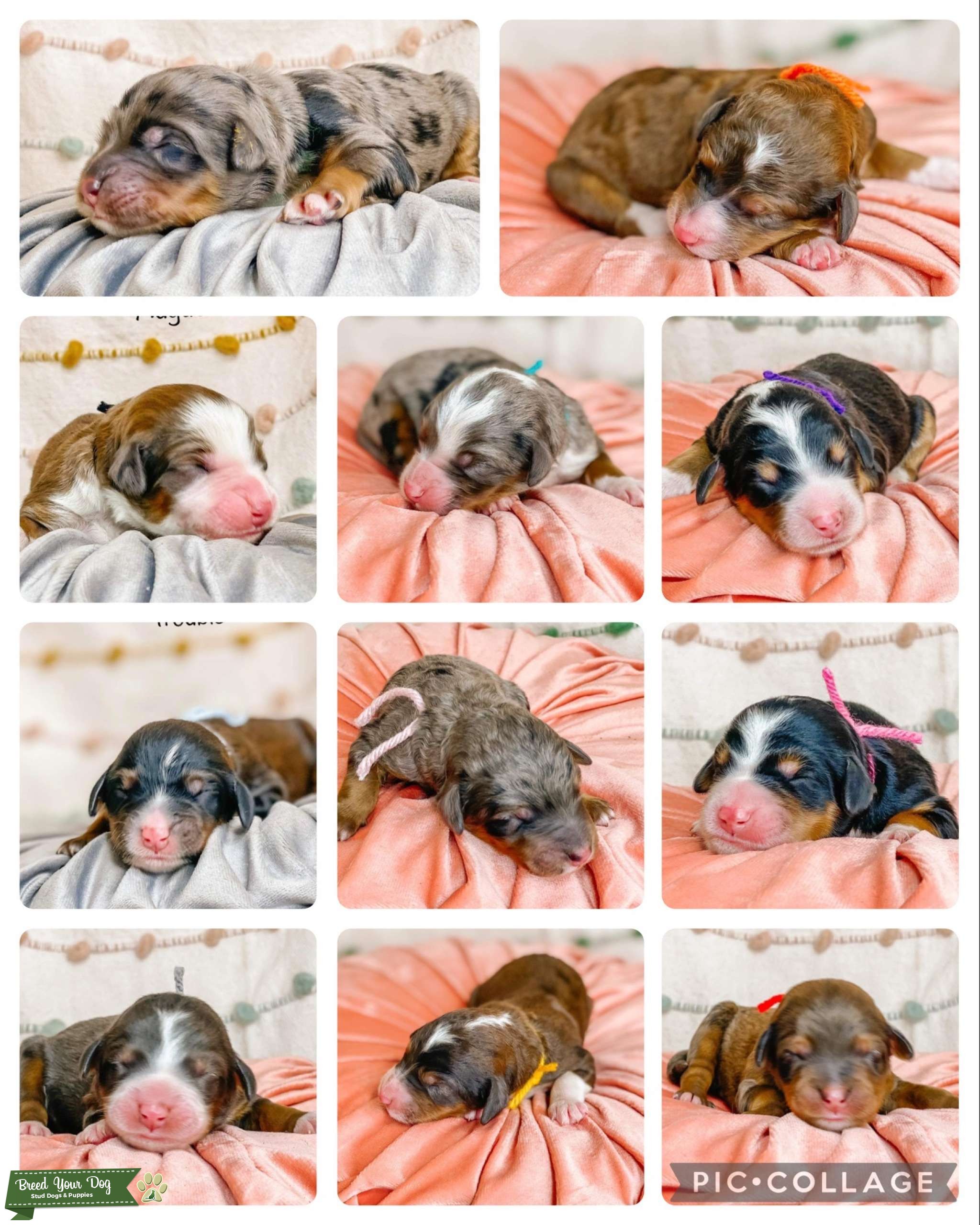 Standard f1b Merle sable Bernedoodle Fully Furnished Stud Dog in