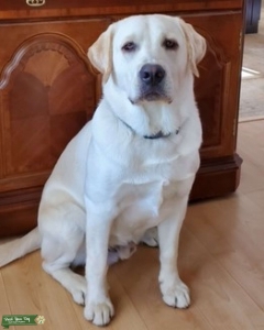 AKC Labrador at Stud Listing Image