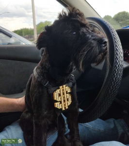 Miniature Schnauzer Male needs a girlfriend  Listing Image