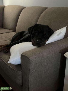 Black/brown Female Rottweiler  Listing Image