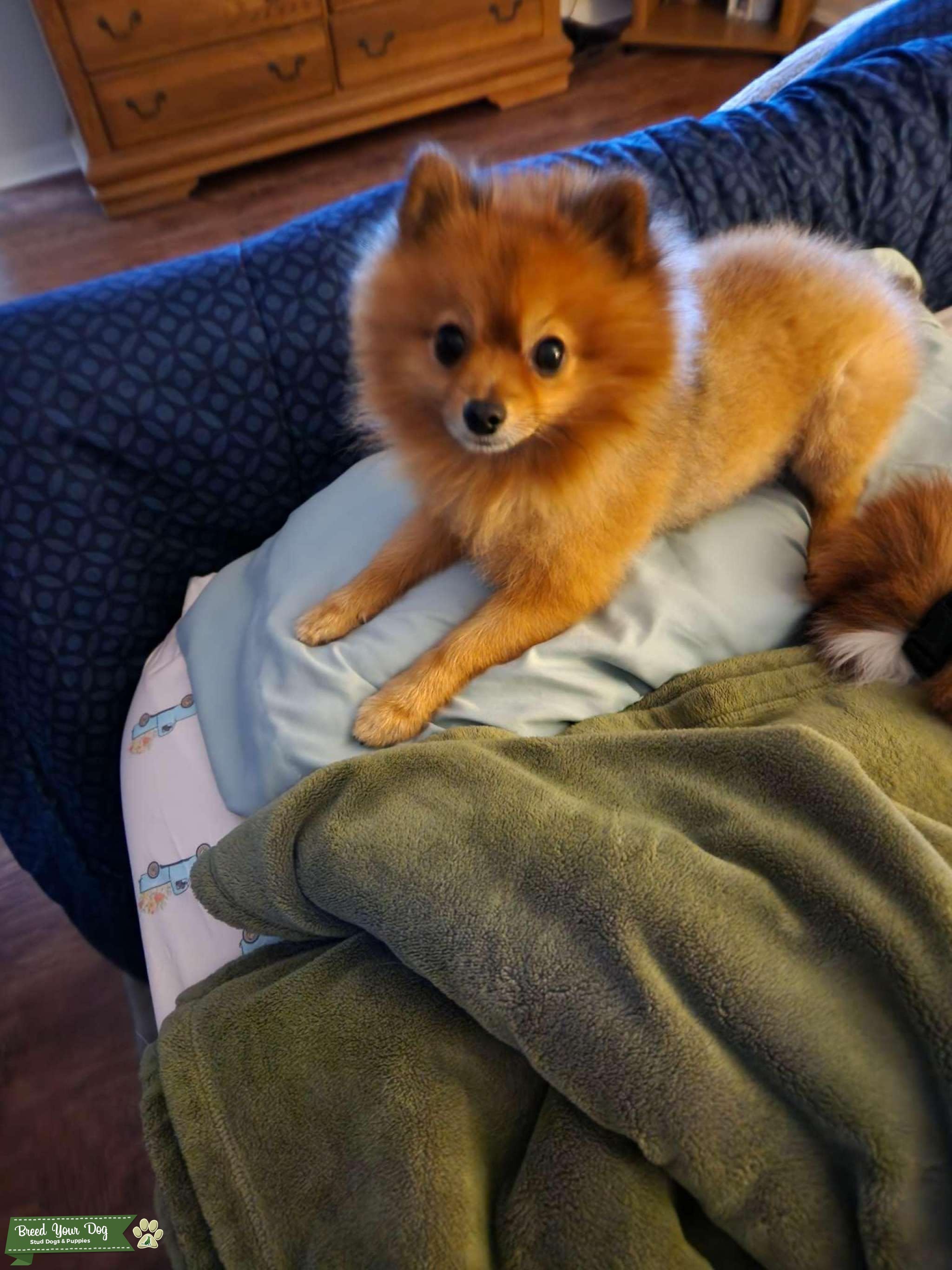 Pomeranian stud Stud Dog in Florida, Mexico Breed Your Dog