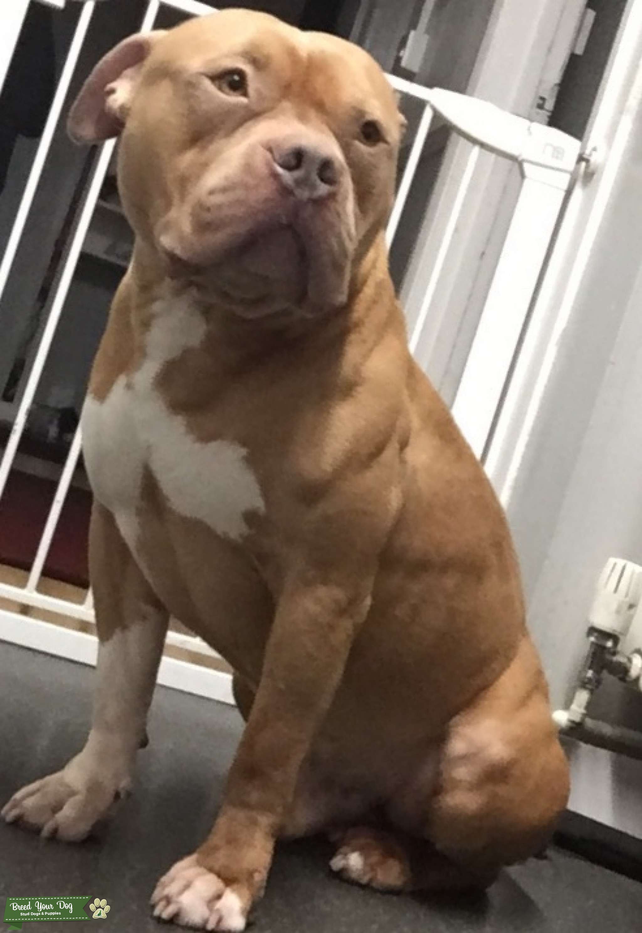 Here I have a light brown white patches American pocket bully 3 years